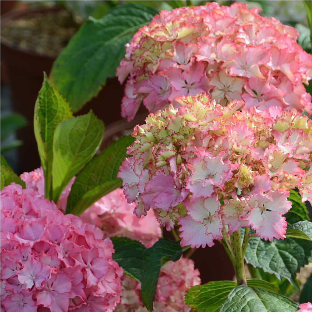 Hydrangea macrophylla 'So Long Sunny'